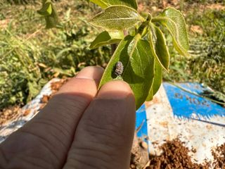 4륜구동경운기님의 감 · 병해충상담 작성글 사진