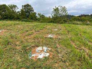 4륜구동경운기님의 감 · 병해충상담 작성글 사진