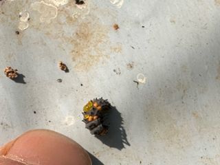 4륜구동경운기님의 감 · 병해충상담 작성글 사진