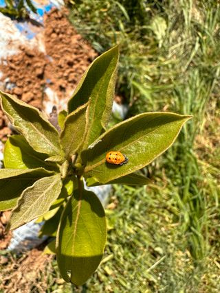 4륜구동경운기님의 감 · 병해충상담 작성글 사진