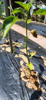 팜모닝 고추·병해충상담 게시글 이미지