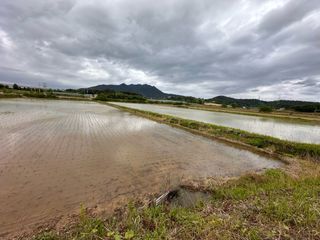 4륜구동경운기님의 벼 · 영농일지 작성글 사진