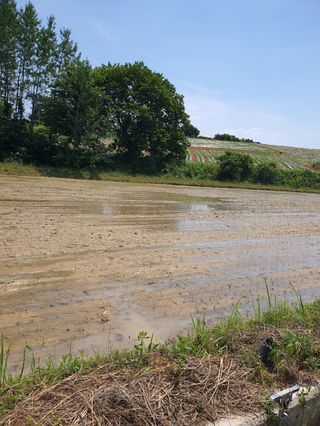 4륜구동경운기님의 벼 · 영농일지 작성글 사진