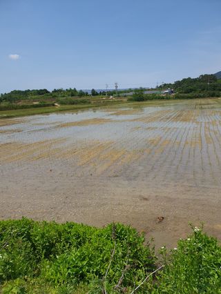 4륜구동경운기님의 벼 · 영농일지 작성글 사진