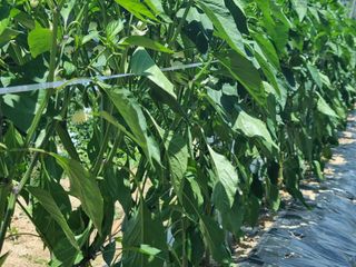 고추일등품종칼라병에님의 자유주제 · 자유게시판 작성글 사진