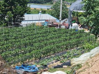 고추일등품종칼라병에님의 자유주제 · 자유게시판 작성글 사진