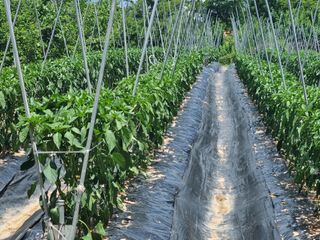 고추일등품종칼라병에님의 자유주제 · 자유게시판 작성글 사진