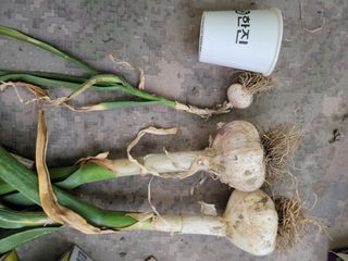 다소농원님의 자유주제 · 자유게시판 작성글 사진