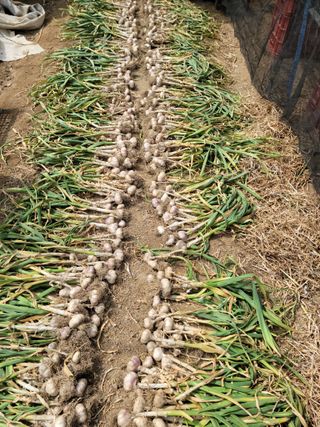 다소농원님의 자유주제 · 자유게시판 작성글 사진