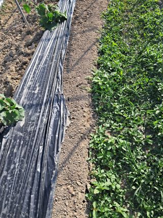 화순 농부여주작두콩님의 자유주제 · 사진전 작성글 사진