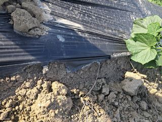 화순 농부여주작두콩님의 자유주제 · 사진전 작성글 사진