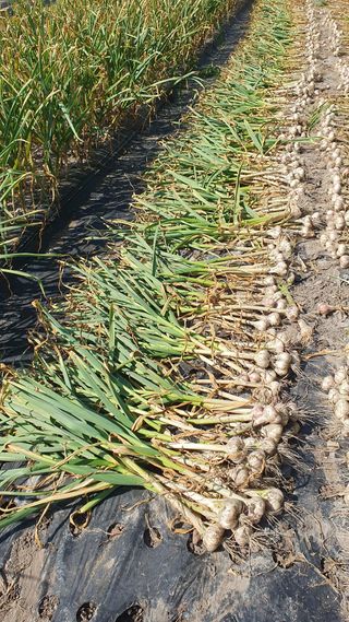 김용언 님의 자유주제 · 자유게시판 작성글 사진