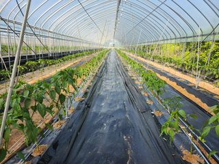 장기수님의 6월 농사계획🧑🏻‍🌾 · 참여글 작성글 사진