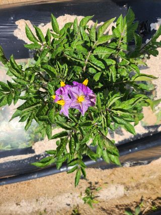 장기수님의 6월 농사계획🧑🏻‍🌾 · 참여글 작성글 사진