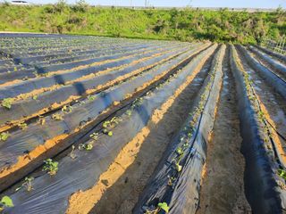 장기수님의 6월 농사계획🧑🏻‍🌾 · 참여글 작성글 사진