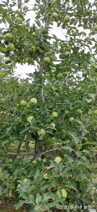 백년의약속님의 팜모닝 · 출석 작성글 사진