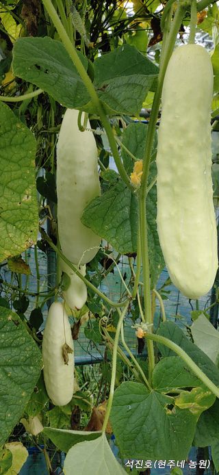 백년의약속님의 팜모닝 · 출석 작성글 사진