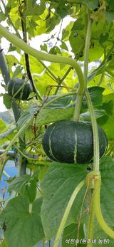 팜모닝 팜모닝·출석 게시글 이미지