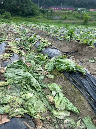 호저*윤정님의 6월 농사계획🧑🏻‍🌾 · 참여글 작성글 사진