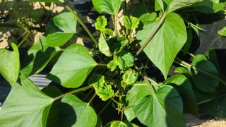 전성태님의 고구마 · 영농일지 작성글 사진