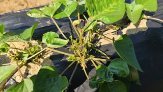 전성태님의 고구마 · 영농일지 작성글 사진