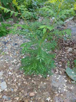 이상돈님의 기타작물 · 영농일지 작성글 사진