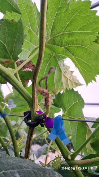 서기열님의 포도 · 병해충상담 작성글 사진