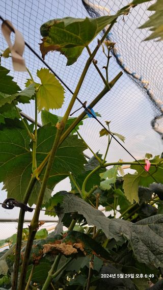 서기열님의 포도 · 병해충상담 작성글 사진