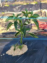 팜모닝 고추·영농일지 게시글 이미지