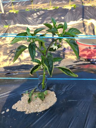 김일님의 고추 · 영농일지 작성글 사진