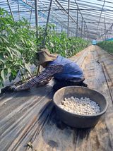 팜모닝 고추·영농일지 게시글 이미지