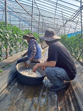 하늘샘(하경수)님의 고추 · 영농일지 작성글 사진