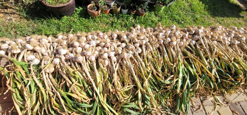 장터 상품 [마늘 한접 대사이즈] 썸네일