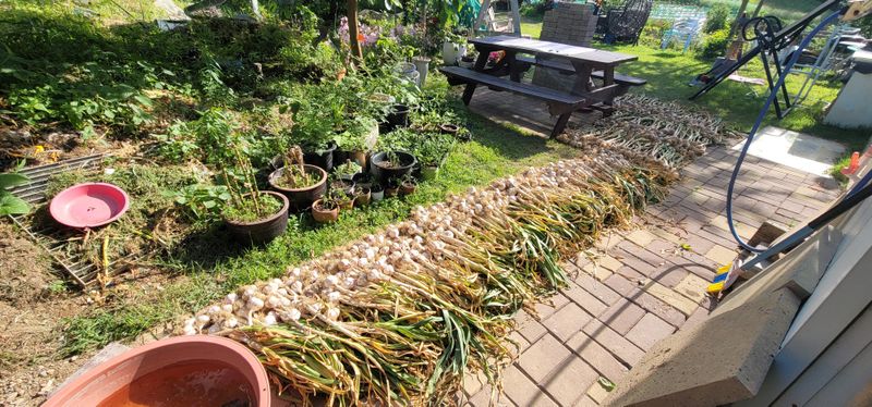 박인선님의 장터 판매 상품 [마늘 한접 대사이즈] 첨부 사진