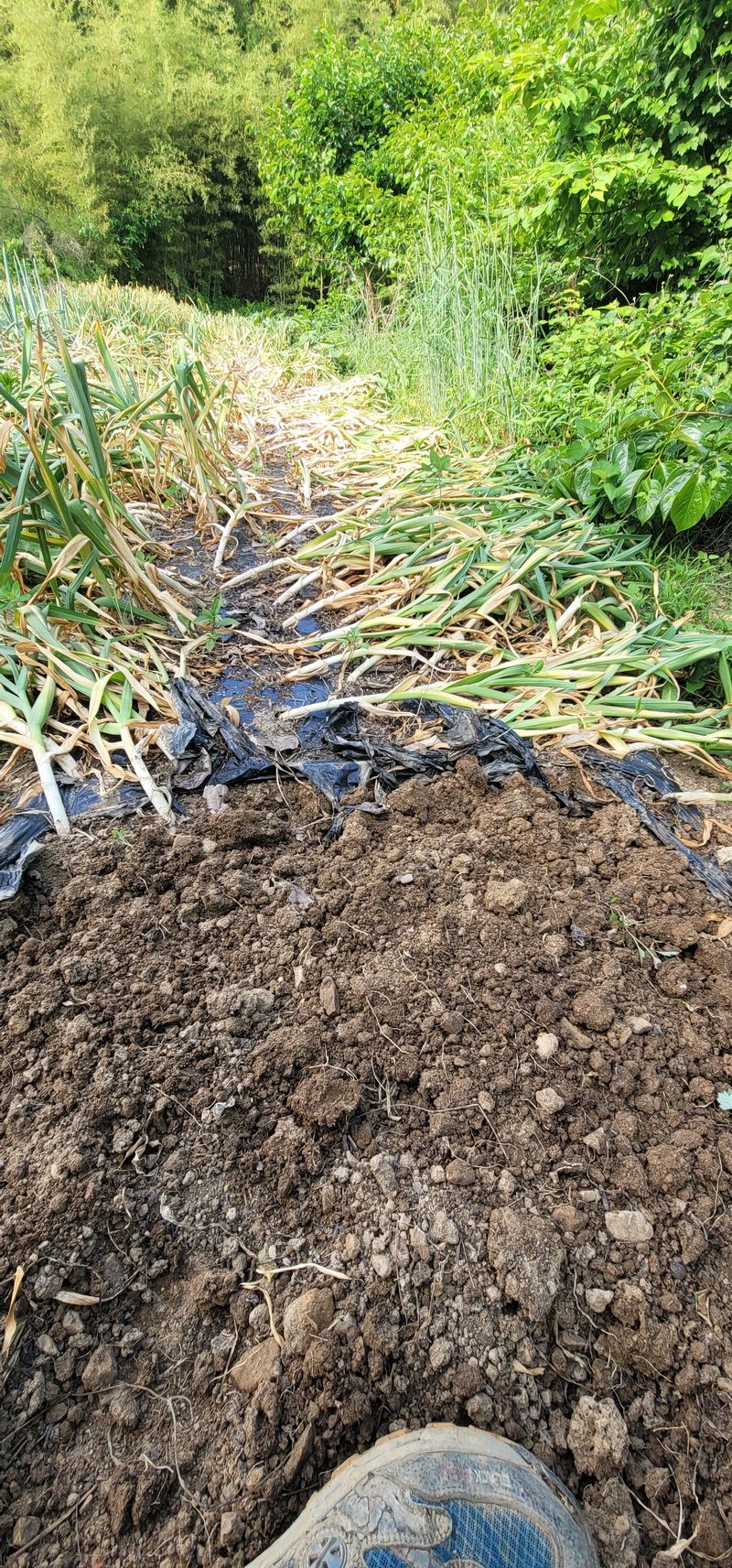 박인선님의 장터 판매 상품 [마늘 한접 대사이즈] 첨부 사진