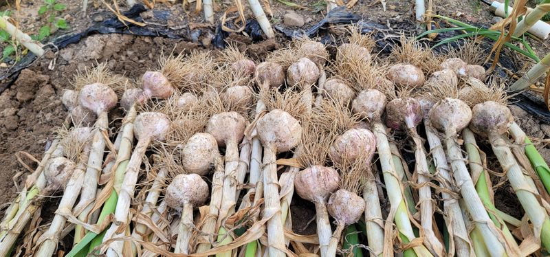 박인선님의 장터 판매 상품 [마늘 한접 대사이즈] 첨부 사진