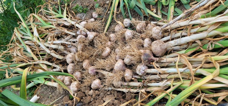 박인선님의 장터 판매 상품 [마늘 한접 대사이즈] 첨부 사진