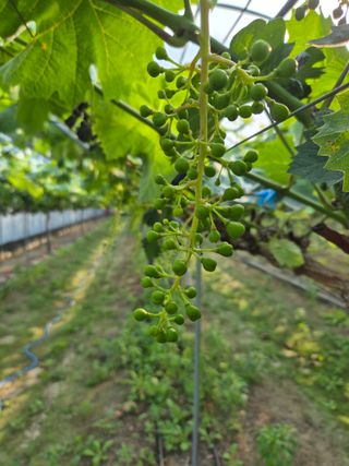 이제형님의 포도 · 영농일지 작성글 사진