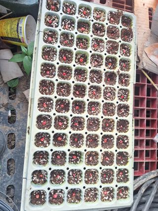 로즈마리님의 옥수수 · 영농일지 작성글 사진