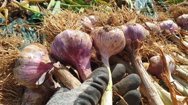 장터 상품 [유황으로 재배한 장아찌마늘] 썸네일