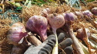 농부아내님의 작성글 사진