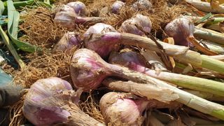 농부아내님의 작성글 사진