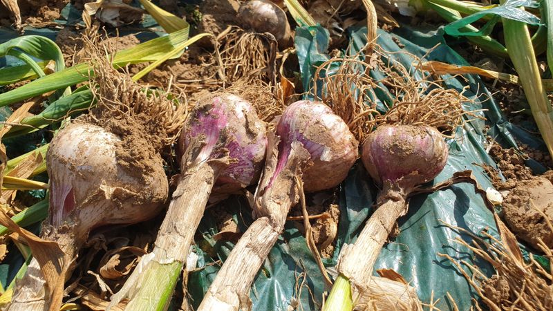 농부아내님의 장터 판매 상품 [유황으로 재배한 장아찌마늘] 첨부 사진