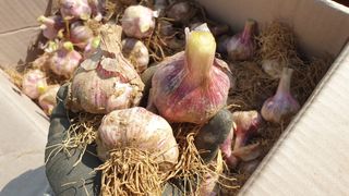 농부아내님의 작성글 사진