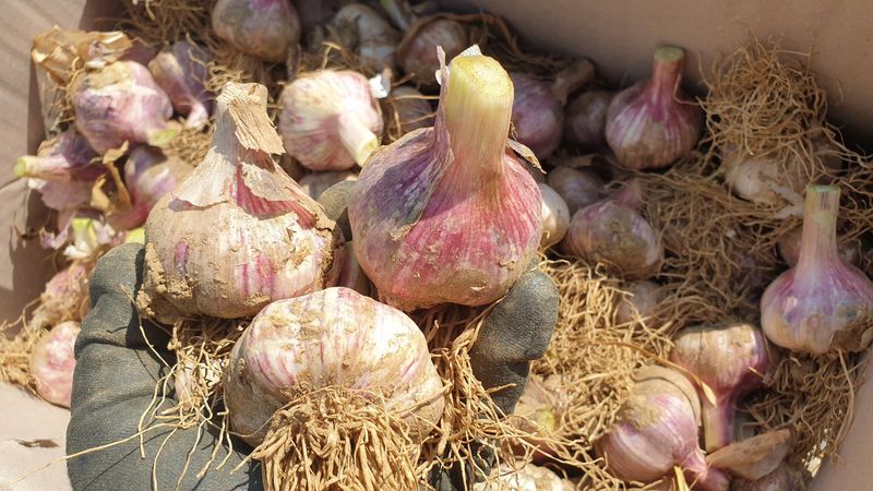 농부아내님의 장터 판매 상품 [유황으로 재배한 장아찌마늘] 첨부 사진