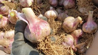 농부아내님의 작성글 사진