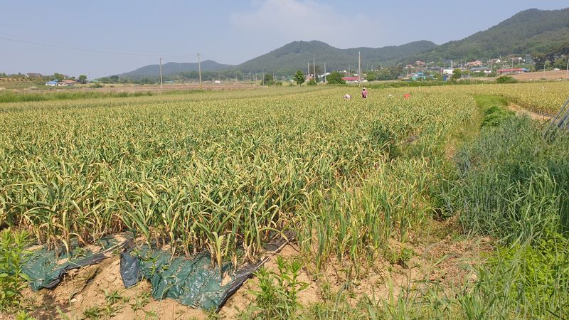 농부아내님의 장터 판매 상품 [유황으로 재배한 장아찌마늘] 첨부 사진
