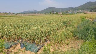 농부아내님의 작성글 사진