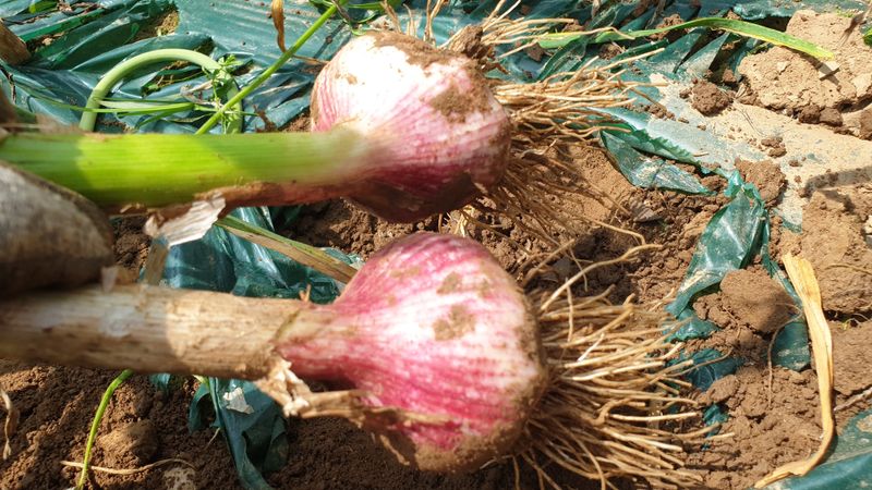 농부아내님의 장터 판매 상품 [유황으로 재배한 장아찌마늘] 첨부 사진