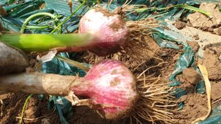 농부아내님의 작성글 사진